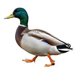 Obraz premium Wild duck walking forward, head slightly raised, realistic feather texture, side view, transparent background