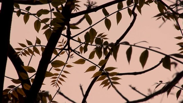 Silhouette of neem tree leaves and branches against a sunset sky.