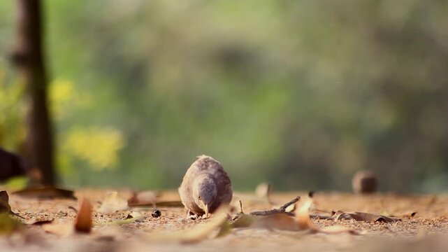 silhouette of a house crow perched on a tree branch at sunset.