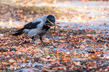 Fototapeta premium Hooded crow collects dry grass for a nest