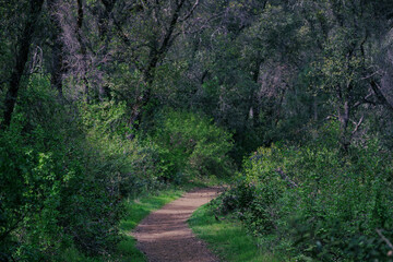 path in the woods