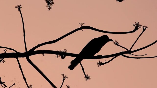 Silhouette of a crow perched on a tree branch against a sunset sky.