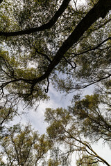 Obraz premium trees in the forest