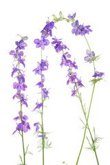 Obraz premium 30099-00609 Tall Blue Larkspur (Delphinium exaltatum) (high key white background) Marion Co. IL