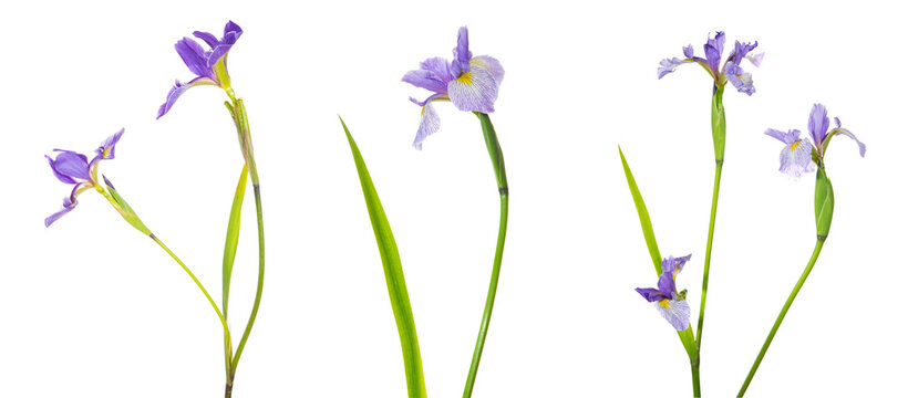 30099-00202 Blue Flag Iris (Iris versicolor) with white background, Marion Co., IL