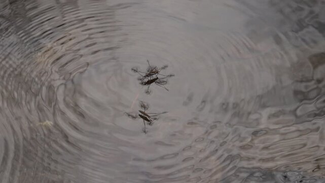 Watching water striders in a creek.  Looks like some might be mating, while the single one looks like trying to get away from them.  Maybe the female of the pair is trying to lob off the male to them.