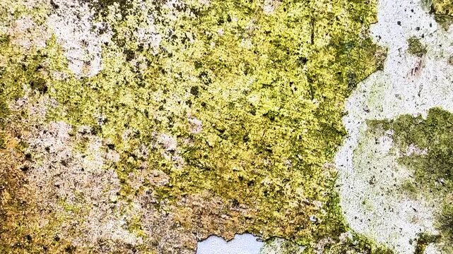 Aged Mossy Wall Texture with Peeling Paint and Algae