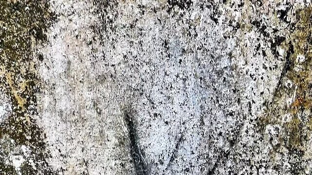 Aged Mossy Wall Texture with Peeling Paint and Algae