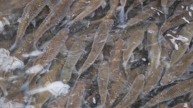 Footage of School of Wild Mahseer Fish or Ikan Kelah Swimming in Clear Freshwater River, animal lifes