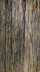 Obraz premium Vertical macro of old weathered wood texture. Close-up of rustic timber surface with moss and cracks for organic background design.
