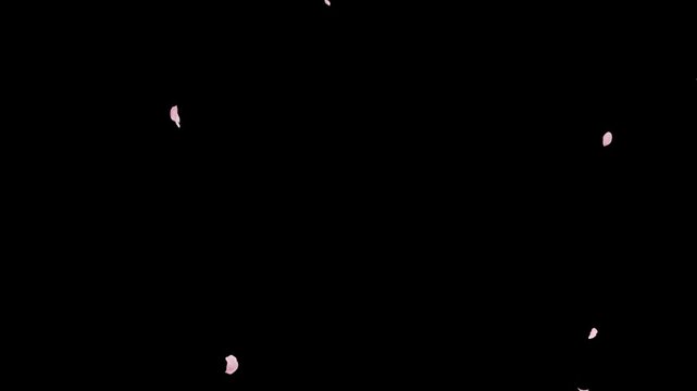 Elegant Cherry Blossom Petals Falling Loop
