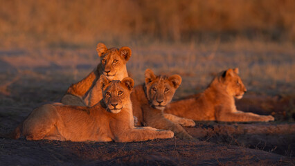 Young lion cubs lying together in the golden grass, with their faces lit by the afternoon red sun, Okavango Delta, Botswana. © stuporter
