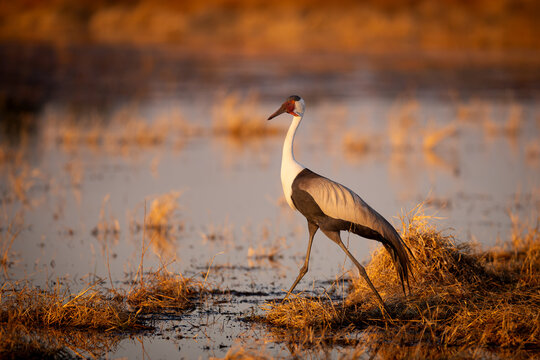 Wattled Crane walking through shallow water at sunset, Chobe River, Botswana.