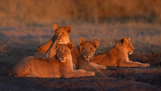 Young lion cubs lying together in the golden grass, with their faces lit by the afternoon red sun, Okavango Delta, Botswana.