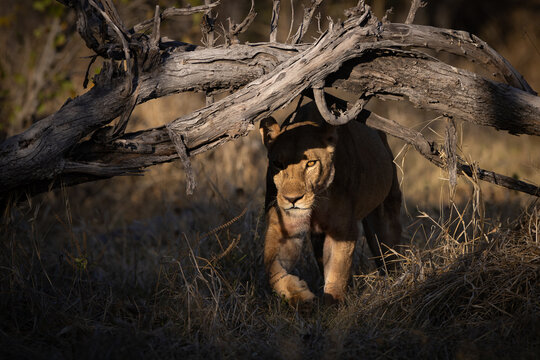 African lioness walking through thick dry brush, Chobe River, Botswana.