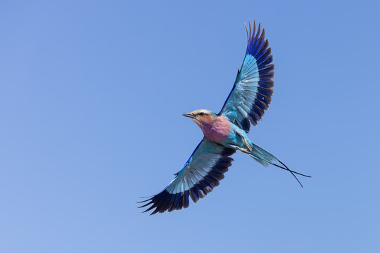 Vibrant Lilac-breasted Roller spreading wings in flight, Chobe River, Botswana.