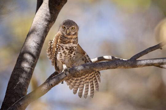 Pearl-spotted Owlet perched on a branch in daylight, Chobe River, Botswana.