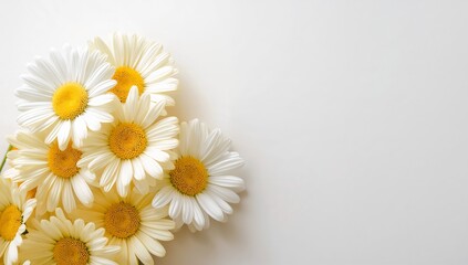 Obraz premium A delicate bouquet of fresh white daisies with yellow centers on a clean white background, evoking a sense of purity and simplicity in nature's beauty