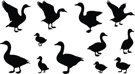 Fototapeta premium Silhouette collection of ducks and geese in flight and standing poses, wildlife bird vector illustration for nature and education design