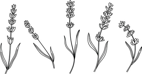 Hand drawn lavender flower stems vector, collection of aromatic herbal line art icons for coloring book © MdSayed