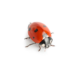 Fototapeta premium Cute small ladybug on white background