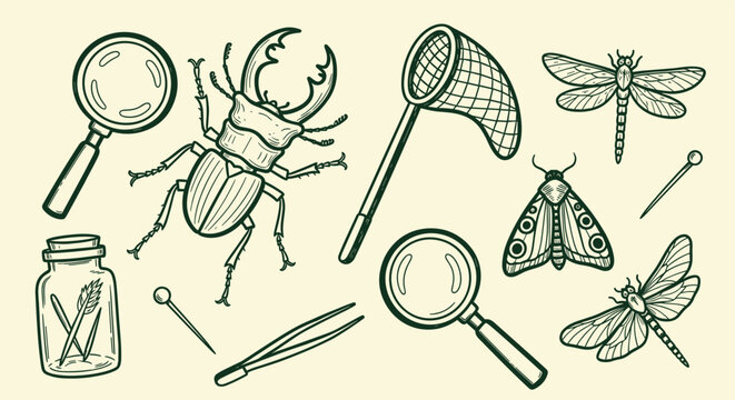 Entomology Kit with Insects and Tools for Scientific Study