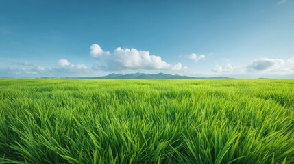 Lush Green Rice Field Under Clear Blue Sky with Distant Mountains and Fluffy White Clouds in Bright Daylight