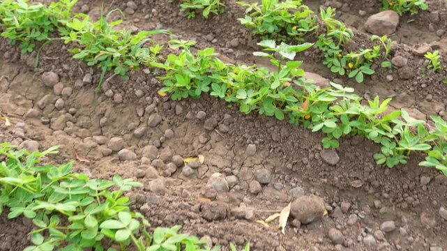 green groundnut or peanut agriculture field 