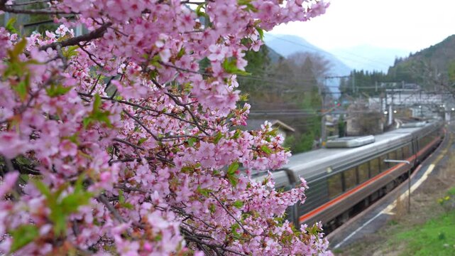 Kyoto, Japan, pink cherry blossoms are blooming along the train tracks, and a train is passing by.
