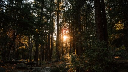Fototapeta premium Serene Sunrise in a Dense Forest with Sunlight Filtering Through Tall Evergreen Trees