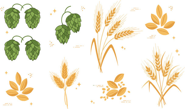 Beer brewing ingredients set with hops cones and barley wheat ears, botanical brewery elements collection for craft beer production design