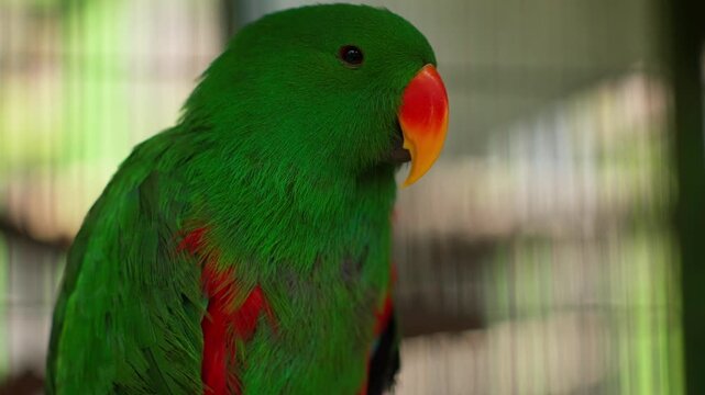 Green eclectus parrot close up with orange beak and red feather patches inside aviary cage, slow motion