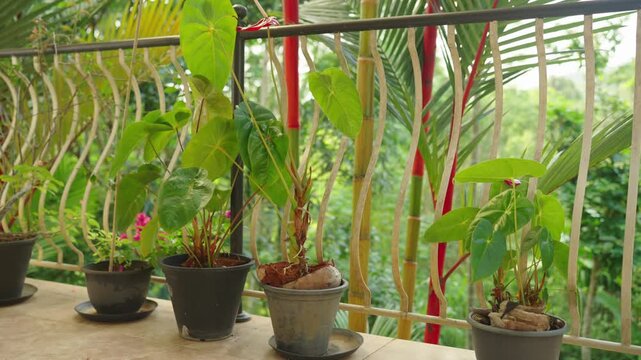 Thriving plants grown and displayed in coconut husks, showing sustainable natural gardening method