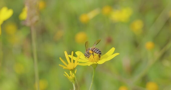 Indian Honey Bee works a yellow Sonki flower for nectar and pollen in the monsoon morning before flying off