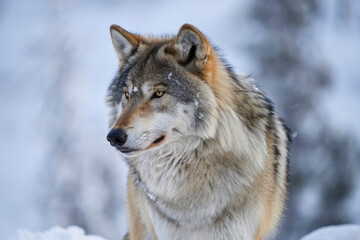 Majestic Gray Wolf Portrait in Snowy Winter Forest, Wildlife Close-Up, Nature Animal Photography