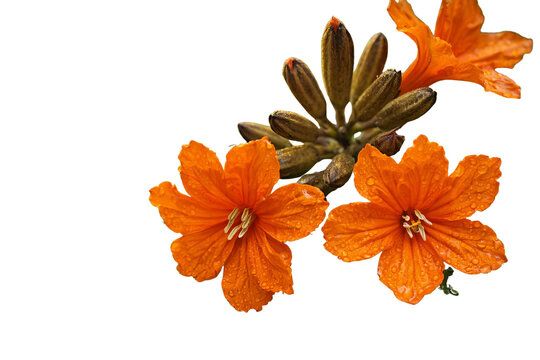 Cordia sebestena orange flowers and buds isolated transparent background PNG