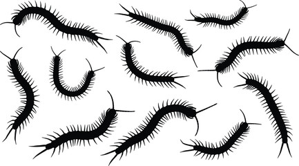 Centipede silhouette collection showing multiple crawling arthropods with many legs, black vector illustration set isolated for insect design, creepy wildlife, pest concept and nature themes © Gita