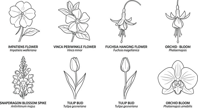 Botanical flowering plants black and white illustration featuring impatiens vinca fuchsia snapdragon tulip orchid bloom taxonomy flat vector illustration
