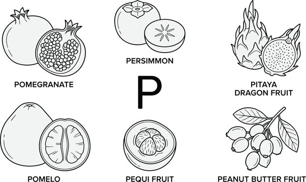 Fruits starting with letter P educational illustration featuring pomegranate persimmon pitaya pomelo pequi peanut butter fruit flat vector illustration