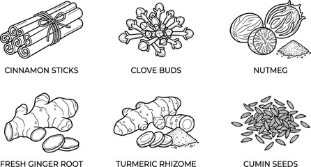 Spices and herbs educational illustration featuring cinnamon clove nutmeg ginger turmeric cumin culinary cooking nutrition design flat vector illustration