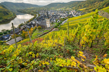 Bremm village near Moselle river in Germany with vineyards in autumn season