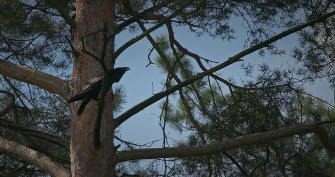 Wild common raven cawing loudly on a pine tree trunk in spring slow motion