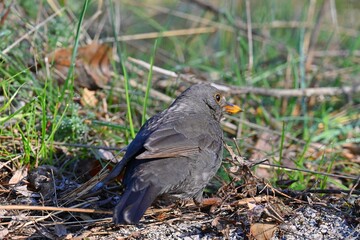 Fototapeta premium Female Blackbird, Turdus merula, on a green grass field