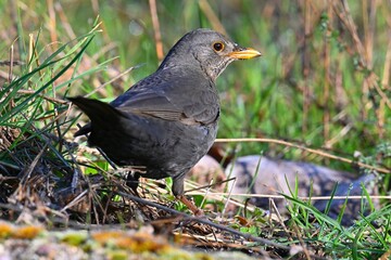 Obraz premium Female Blackbird, Turdus merula, on a green grass field
