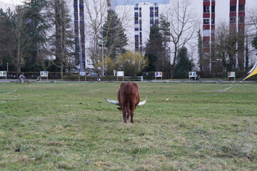 Meylan, France – March 2026: A horned cow grazes in a grassy public park near residential...