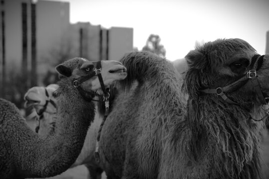 Meylan, France &ndash; March 2026: Camels and horses from a traveling circus graze near circus tents installed in a public park in Meylan, near Grenoble in the French Alps.