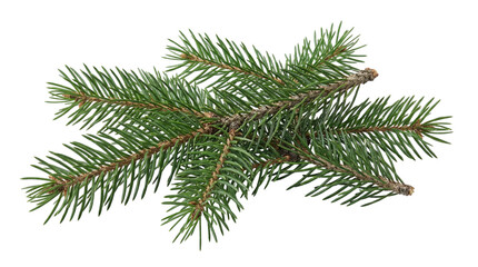 Fresh Green Spruce Evergreen Branches Isolated on White and Transparent Background, PNG. Winter Pine Needles for Decor, Forest Nature and Botanical Design.