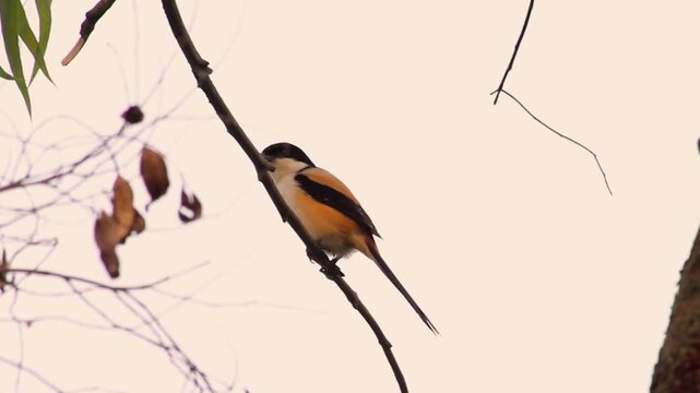 Long-tailed shrike bird perched on a tree branch against a clear sky.