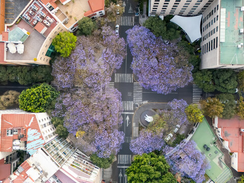 Jacarandas, Mexico City, Spring aereal shot. 
