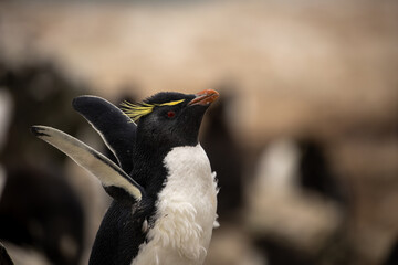 A Southern Rockhopper Penguin (eudyptes chrysocome) with outstretched flippers. © Grantat